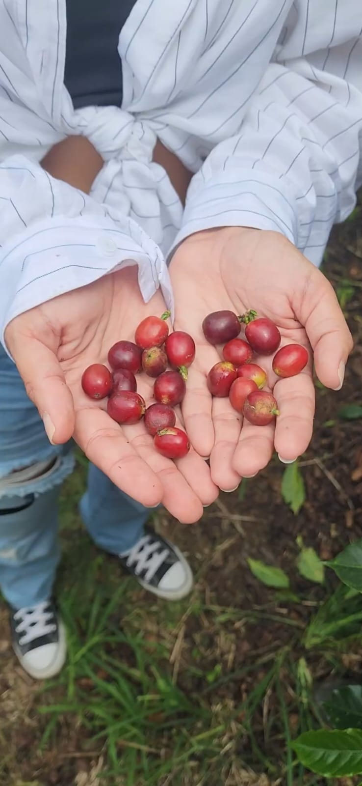 Coffee farmers partnership