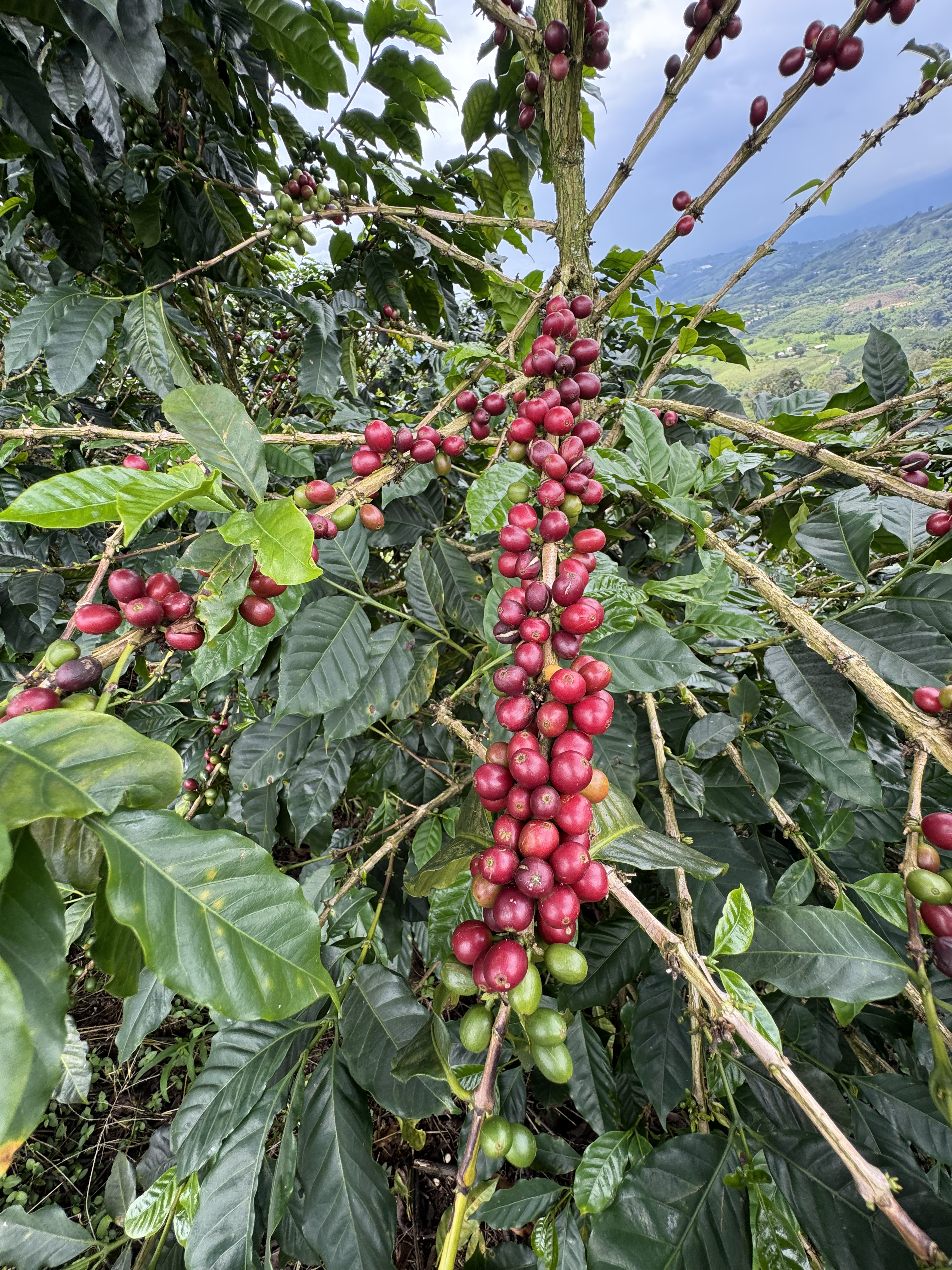 More Coffee Expressions