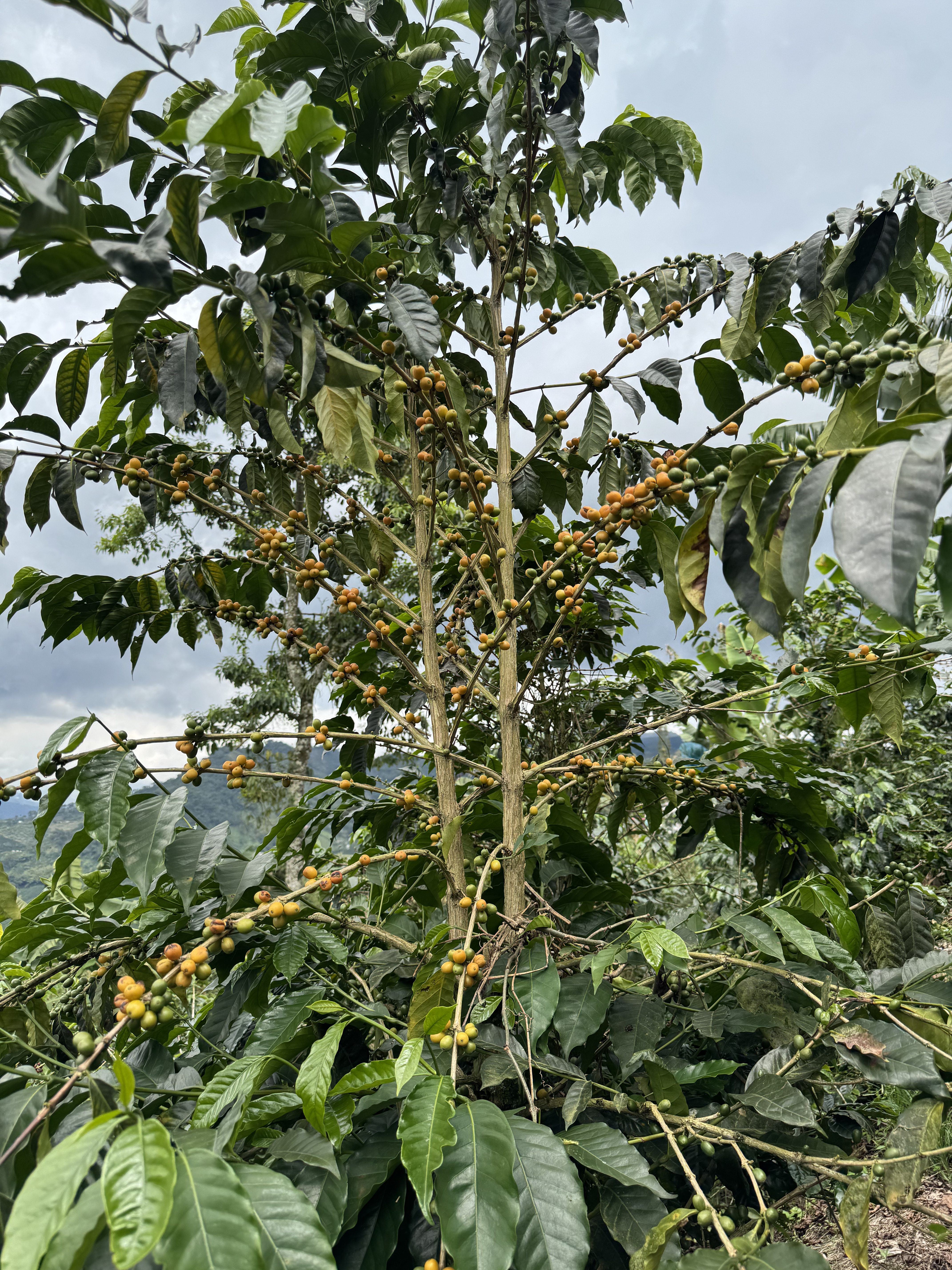 The V60 as a path to presence